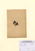 藏品(Turbinaria ornata (Turner) J. Agardh)的圖片